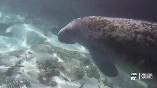 Florida breaks manatee death record in first 6 months