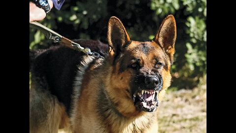 How to Train Guard Dog Step by Step to Become Aggressively!