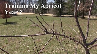 How To Train A Young Apricot Tree Year 2