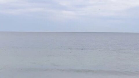 Is it a dolphin or a shark on this Florida Beach?