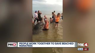 Strangers gather for Manatee Rescue