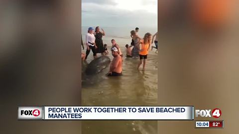 Strangers gather for Manatee Rescue