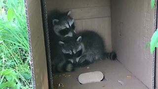 Are Baby Trash Pandas the Cutest Animals Ever?