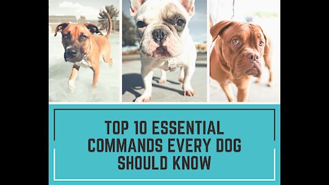 TOP 10 Essential Commands Every Dog Should Know | Train Your Dog Like Pro