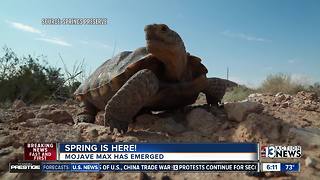 Desert tortoise Mojave Max has emerged from Las Vegas burrow