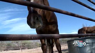 Two women stop in Tucson during a 3,000 mile journey from Mexico to Canada on horseback