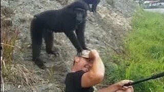 Gangster Monkey! - Funny Monkey Video - Black Macaque #monkey #funnyvideo - macaca maura