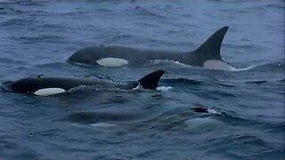 A Man Among Orcas | Wildlife Documentary |