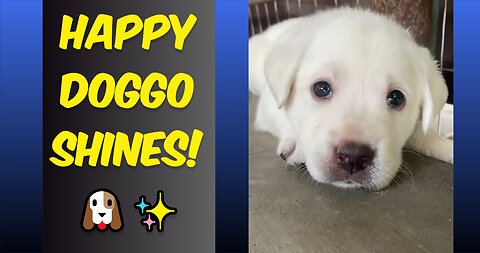 Happy doggo 🙌