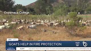 Goats help in fire protection
