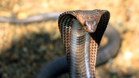 Dig a cave to catch india cobra | Rescue india cobra