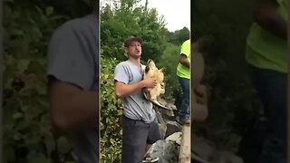 Man gets bitten on face by #huge Snapping Turtle 🐢