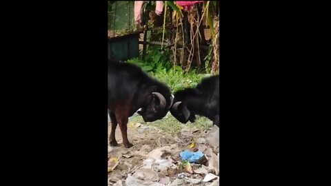 Two goat fighting.