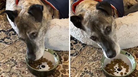 Elderly dog prefers to eat breakfast in bed