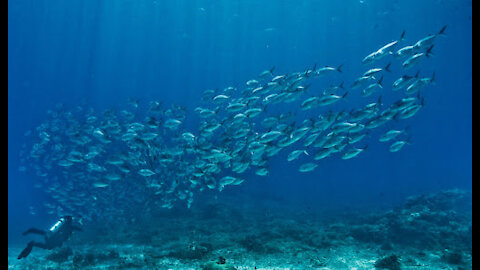 Ocean Life The Amazing Underwater documentary | Nature Documentary