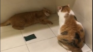 My cat always feels afraid of his wife