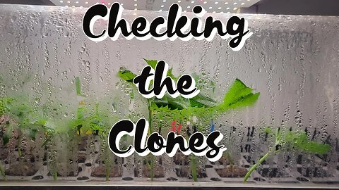 Checking the Clones #marshydro #TSW2000 #RootedLeaf
