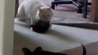 Friendly Cat Plays With Chihuahua Puppies