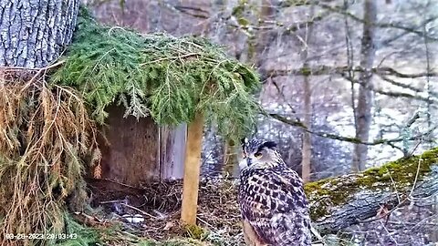Eagle Owl Takes Her Break 🥚🥚 03/28/23 19:52