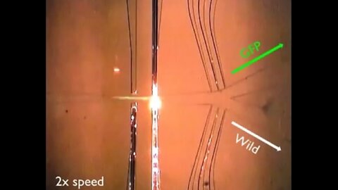 Continuous Flow - C. Elegans Sorting System w/Integrated Optical Fiber Detection And Laminar Flow