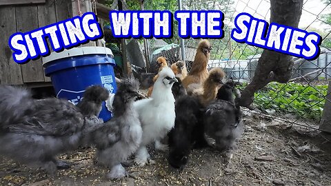 Sitting with the Silkies