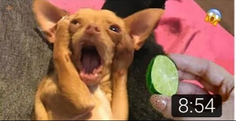 AAW SO FUNNY🤣🤣 Super Dogs And Cats Reaction Videos