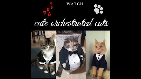 Funny orchestrated kittens