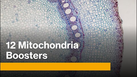 12 mitochondria boosters for endurance and health