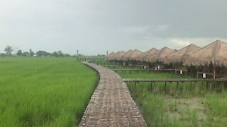 Myanmar Rice Patty Picnic Time
