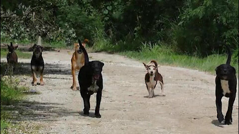 36th Civil Engineer Squadron: Feral Dogs warning