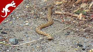 Vipera ammodytes: Europe's Most Venomous Snake