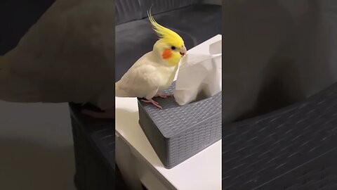 Cute Cockatiel l #shorts l #cockatiel l @BikisAviary