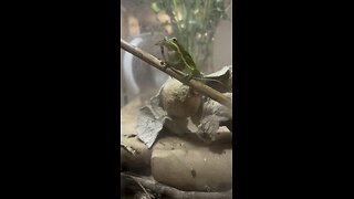 Frog eats lizard