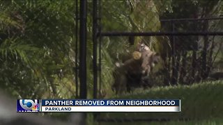 Panther found in Parkland neighborhood