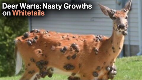 Deer Warts: What We Know About These Nasty Growths