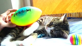 Sweet Kitten Attacks a Ball