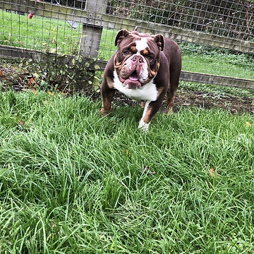 English Bulldog explores new puppy pool