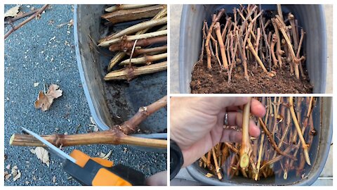 Root those grapevine cuttings