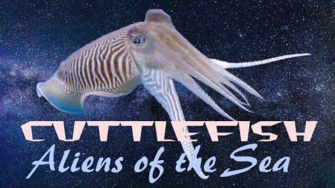 Cuttlefish | Aliens of the Sea