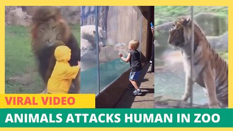 Animals Attack Human in the Zoo | Video Goes Viral