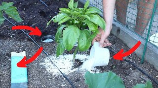 How to Deal with Garden Pests Naturally & Organically