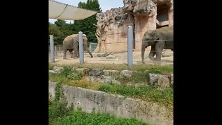 Elephants 🐘 #animals #animalshorts #shorts #shortsfeed #shortsvideo #fyp #korea #zoo