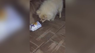 Funny Dog Has A Silly Reaction To A Bag Of Snacks