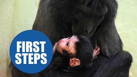 A baby monkey took its first ever step