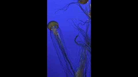 Monterey bay aquarium -jellyfish