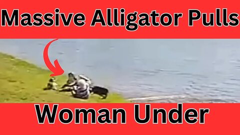 Massive Alligator pulls woman under! #alligator #alligators