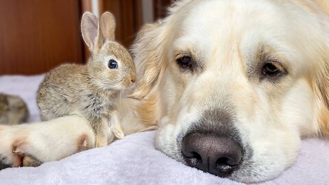 Cute Baby Bunnies think the Golden Retriever is their Mother / Funny Animals