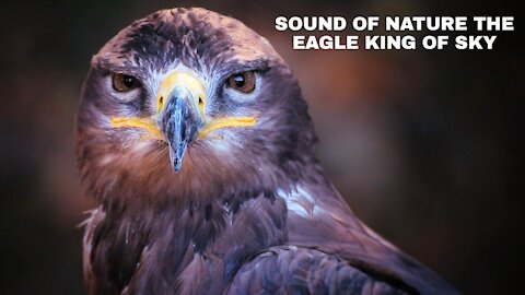 Sound of nature the eagle king of sky