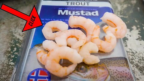 How To Catch Trout With SALAD SHRIMP From The Grocery Store.(CHEAP & EASY!)
