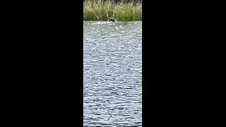 Part 2: Standard Poodle tracks deer to edge of river. The buck swims away.